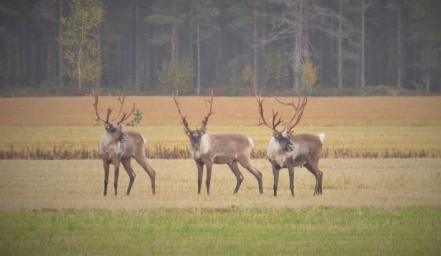 3peuraapell