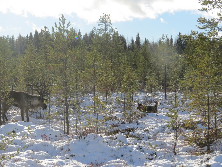 vikapeura